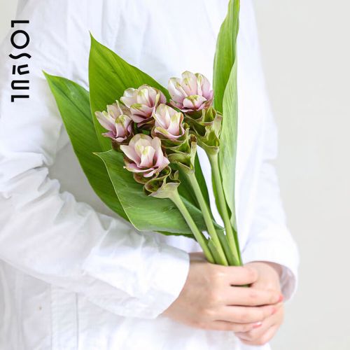姜荷花怎么养，姜荷花怎么养才能开花多,北方室内养殖要注意什么?？