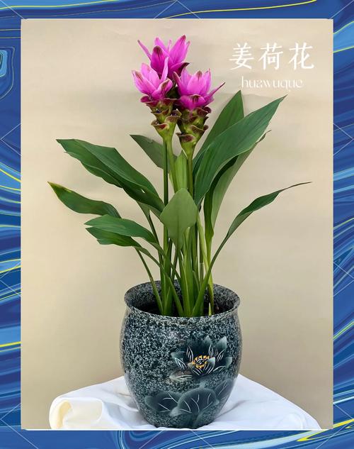 姜荷花怎么养，姜荷花怎么养才能开花多,北方室内养殖要注意什么?？-第2张图片-优品飞百科