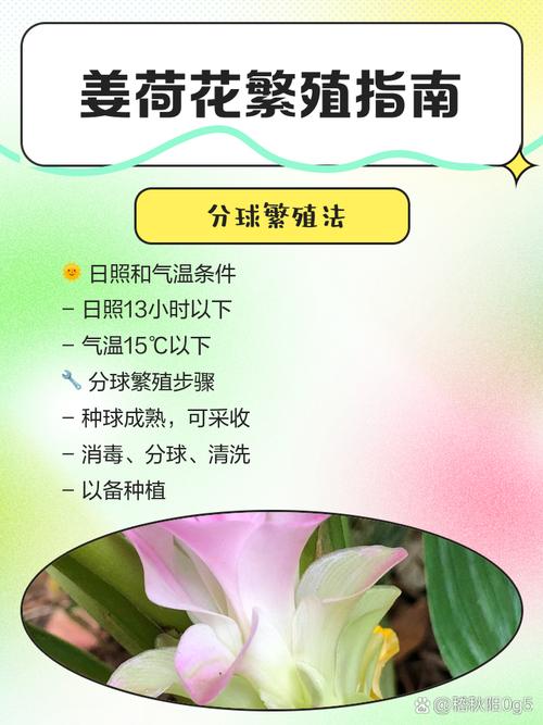 姜荷花怎么养，姜荷花怎么养才能开花多,北方室内养殖要注意什么?？-第3张图片-优品飞百科