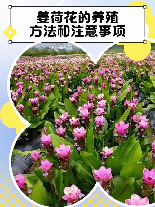 姜荷花怎么养，姜荷花怎么养才能开花多,北方室内养殖要注意什么?？-第4张图片-优品飞百科