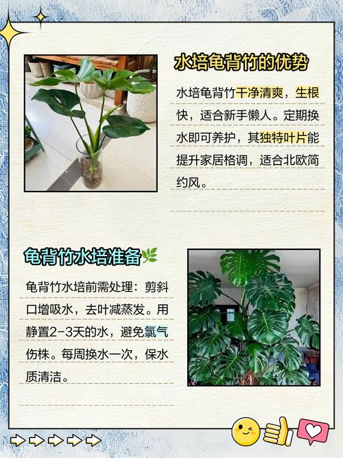 龟背竹怎么进行水培，龟背竹水培方法-第2张图片-优品飞百科