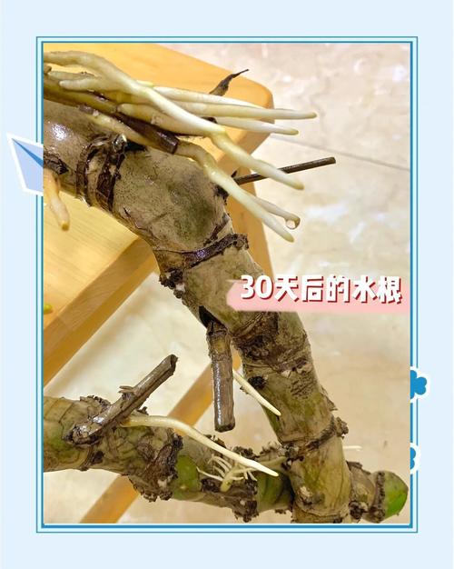 龟背竹怎么进行水培，龟背竹水培方法-第4张图片-优品飞百科