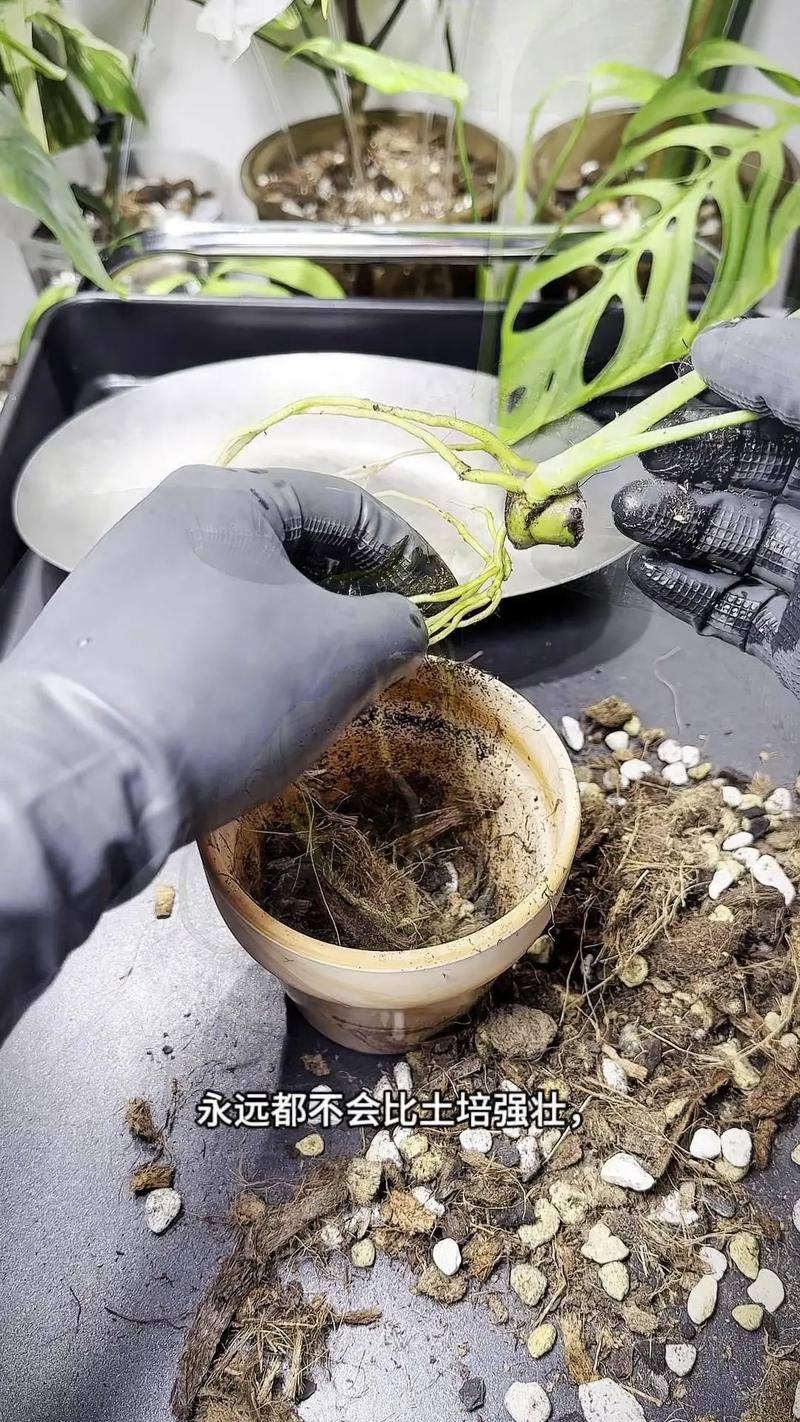 龟背竹怎么进行水培，龟背竹水培方法-第7张图片-优品飞百科