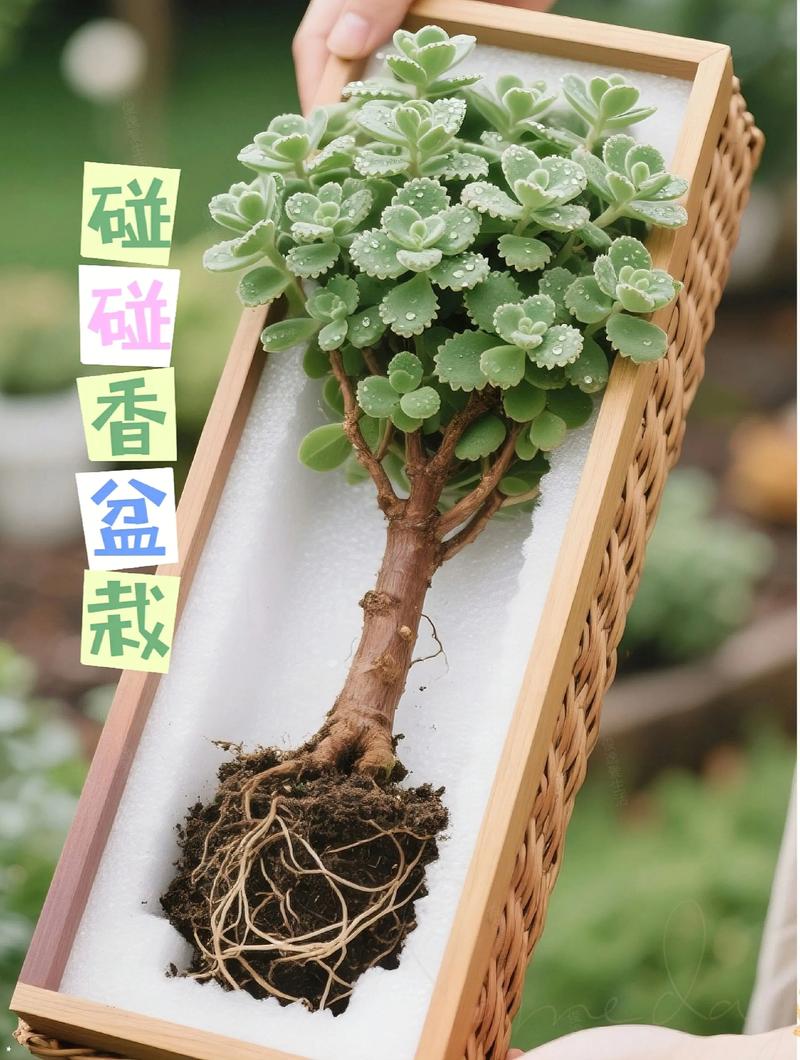 碰碰香冬天能扦插吗，碰碰香好过冬吗？-第2张图片-优品飞百科