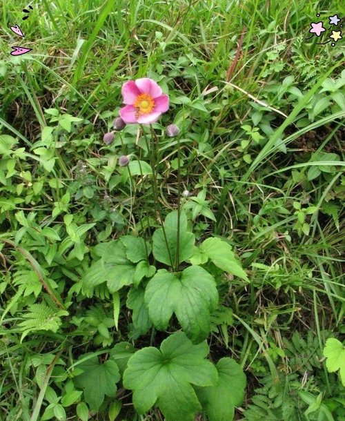 打破碗花常见病虫害及防治方法，打破碗花的毒副作用-第3张图片-优品飞百科