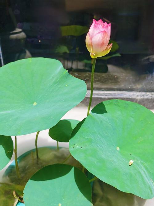 打破碗花常见病虫害及防治方法，打破碗花的毒副作用-第4张图片-优品飞百科