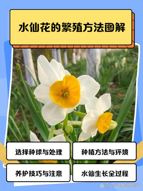 水仙花怎么养，亚马逊水仙花怎么养-第3张图片-优品飞百科