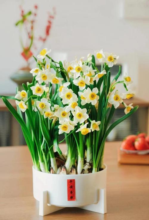 水仙花怎么养，亚马逊水仙花怎么养-第5张图片-优品飞百科