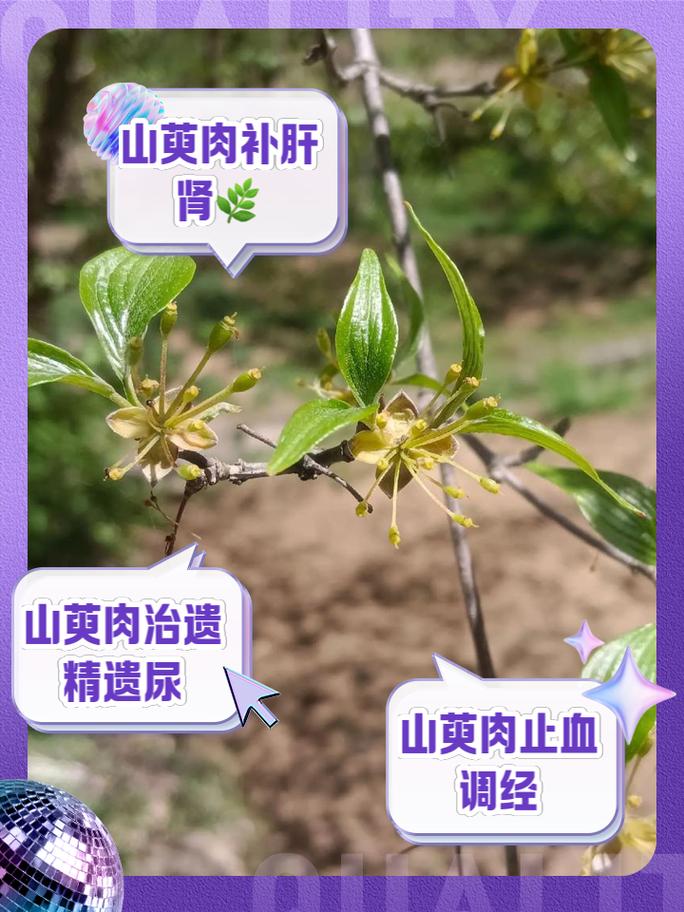 山茱萸的价值，山茱萸价值与功效？-第5张图片-优品飞百科