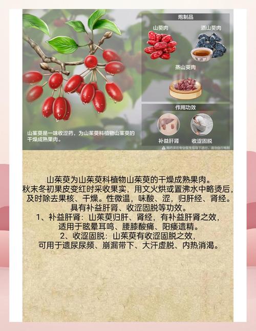 山茱萸的价值，山茱萸价值与功效？-第6张图片-优品飞百科