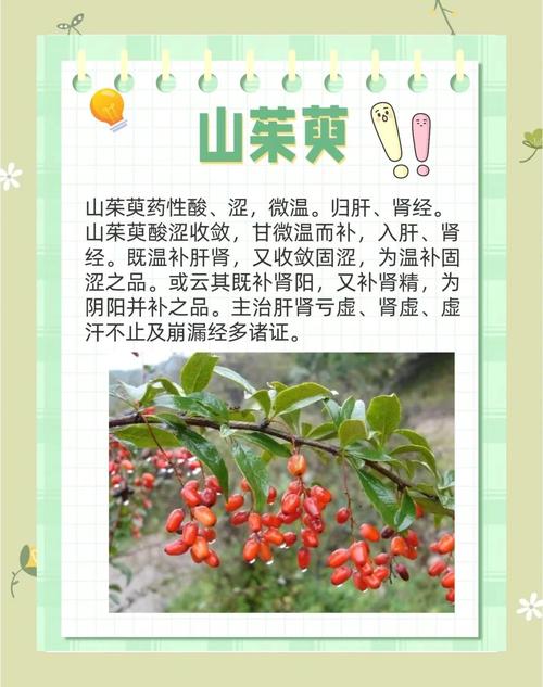 山茱萸的价值，山茱萸价值与功效？-第7张图片-优品飞百科
