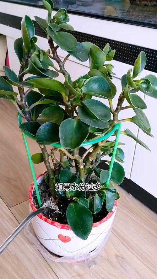 豆瓣绿用什么土，盆栽豆瓣绿用什么土栽好-第2张图片-优品飞百科