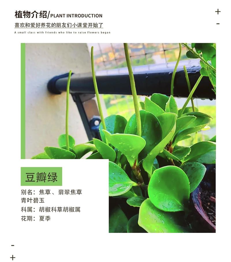 豆瓣绿用什么土，盆栽豆瓣绿用什么土栽好-第3张图片-优品飞百科