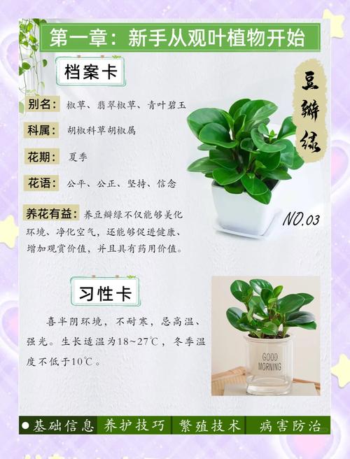 豆瓣绿用什么土，盆栽豆瓣绿用什么土栽好-第5张图片-优品飞百科