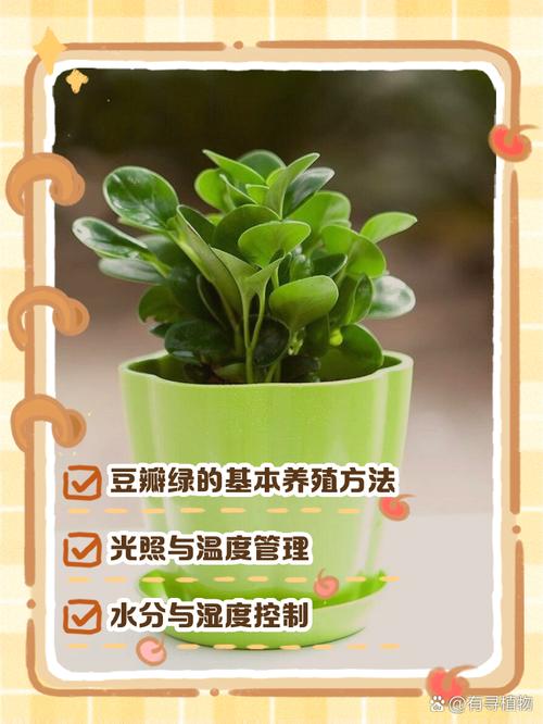 豆瓣绿用什么土，盆栽豆瓣绿用什么土栽好-第6张图片-优品飞百科