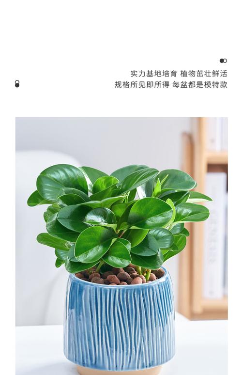 豆瓣绿用什么土，盆栽豆瓣绿用什么土栽好-第7张图片-优品飞百科