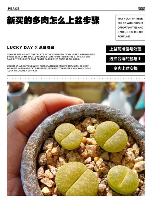 冬天网购多肉怎么服盆，冬季买了多肉怎么服盆-第2张图片-优品飞百科