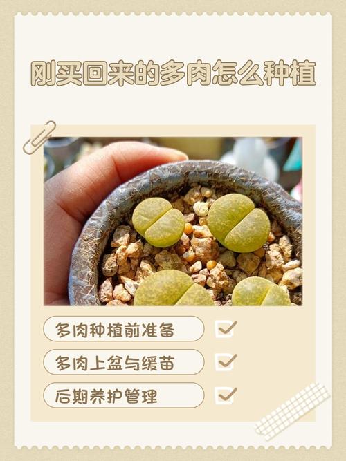 冬天网购多肉怎么服盆，冬季买了多肉怎么服盆-第3张图片-优品飞百科