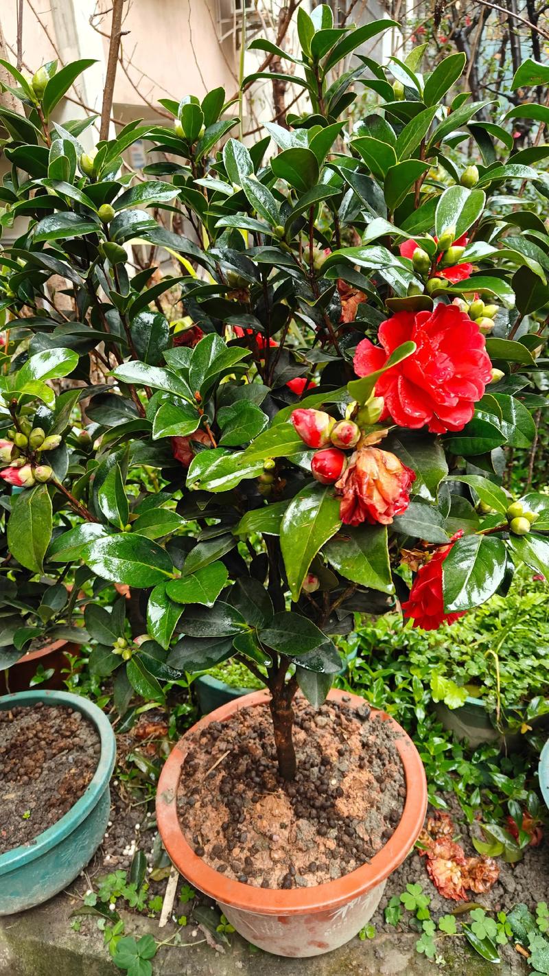 山茶花小苗养几年能开花？山茶花苗几年才能开花？