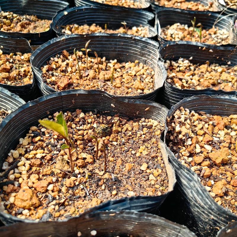 山茶花小苗养几年能开花？山茶花苗几年才能开花？-第2张图片-优品飞百科