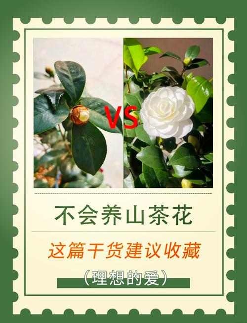 山茶花小苗养几年能开花？山茶花苗几年才能开花？-第4张图片-优品飞百科