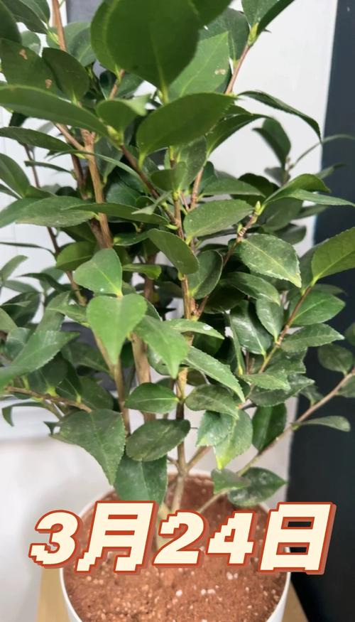 山茶花小苗养几年能开花？山茶花苗几年才能开花？-第5张图片-优品飞百科