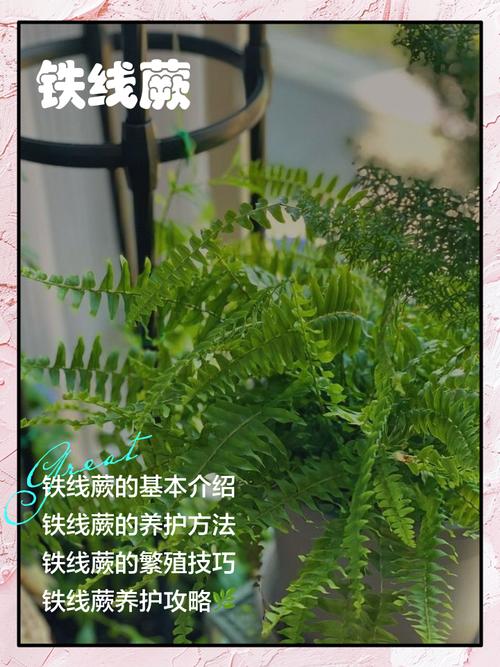 铁线蕨的养殖方法和注意事项，铁线蕨的养殖方法和注意事项 盆栽-第3张图片-优品飞百科
