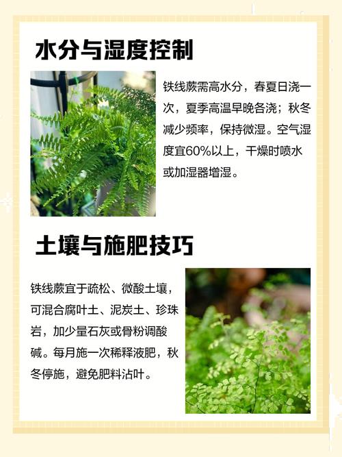 铁线蕨的养殖方法和注意事项，铁线蕨的养殖方法和注意事项 盆栽-第5张图片-优品飞百科