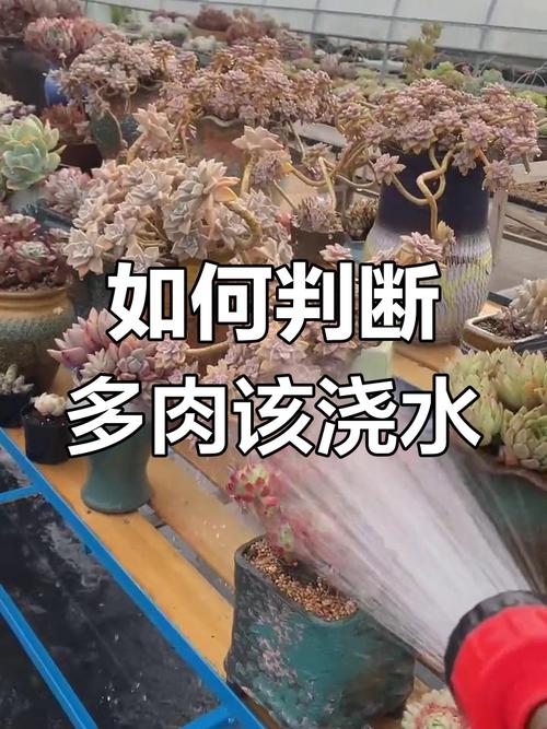 多肉叶子变软怎么回事，多肉叶子变得很软-第1张图片-优品飞百科