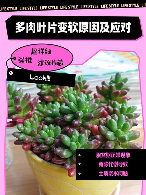 多肉叶子变软怎么回事，多肉叶子变得很软-第2张图片-优品飞百科