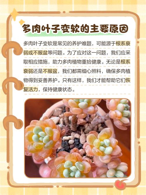 多肉叶子变软怎么回事，多肉叶子变得很软-第3张图片-优品飞百科