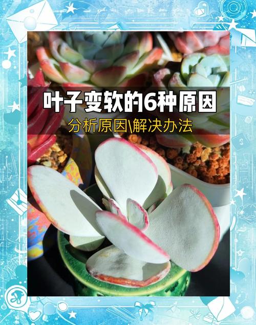 多肉叶子变软怎么回事，多肉叶子变得很软-第4张图片-优品飞百科
