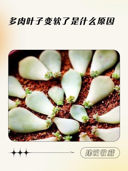 多肉叶子变软怎么回事，多肉叶子变得很软-第5张图片-优品飞百科
