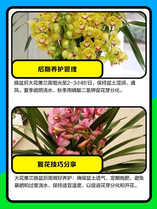 兰花叶可以全部剪掉重新发芽吗，兰花叶子可以全部剪掉吗？-第1张图片-优品飞百科