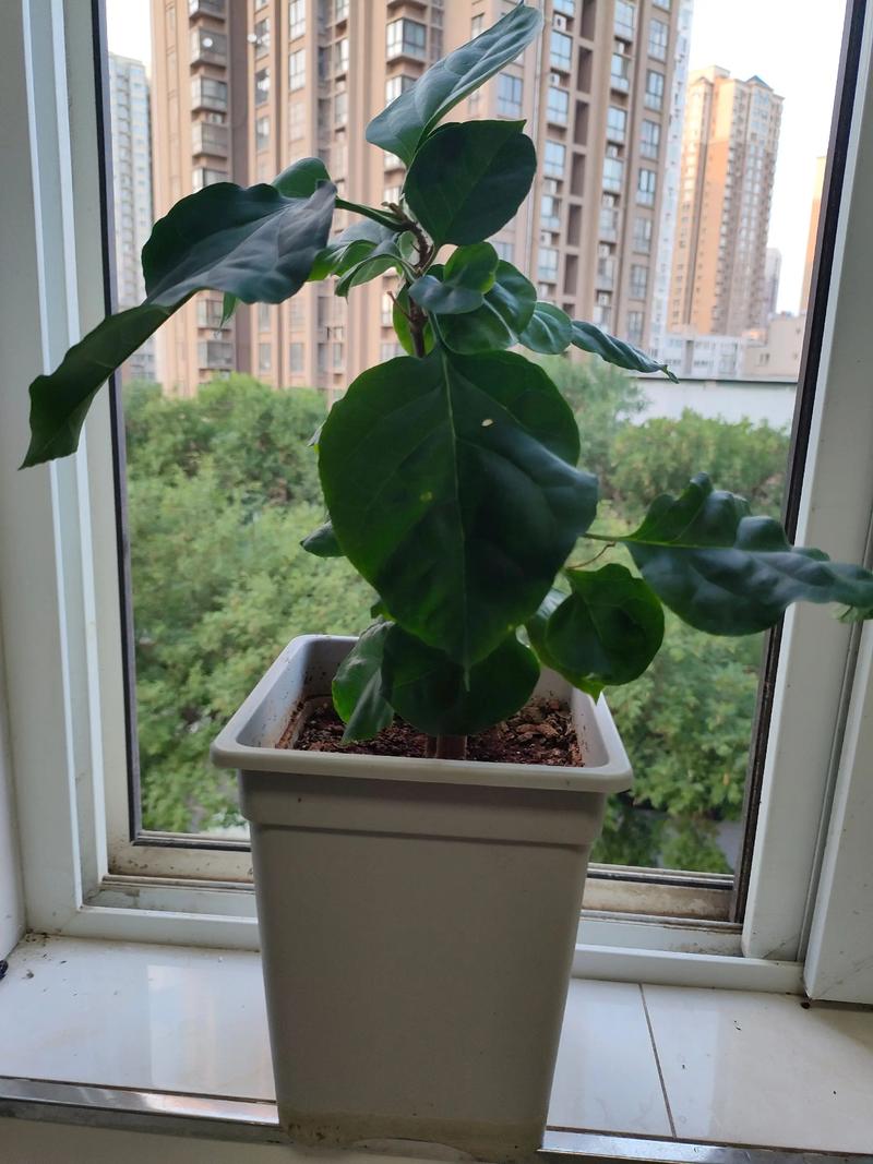 玫瑰不开花怎么处理，玫瑰花不开了是什么意思？