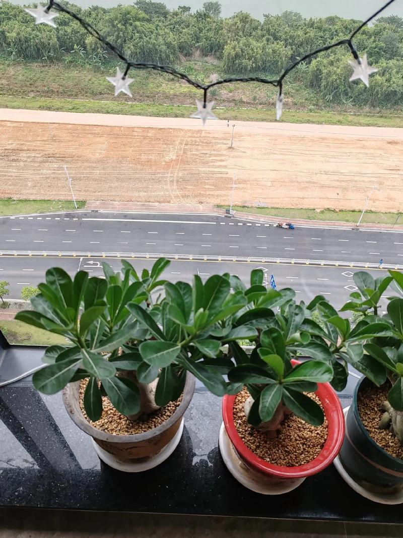 玫瑰不开花怎么处理，玫瑰花不开了是什么意思？-第3张图片-优品飞百科