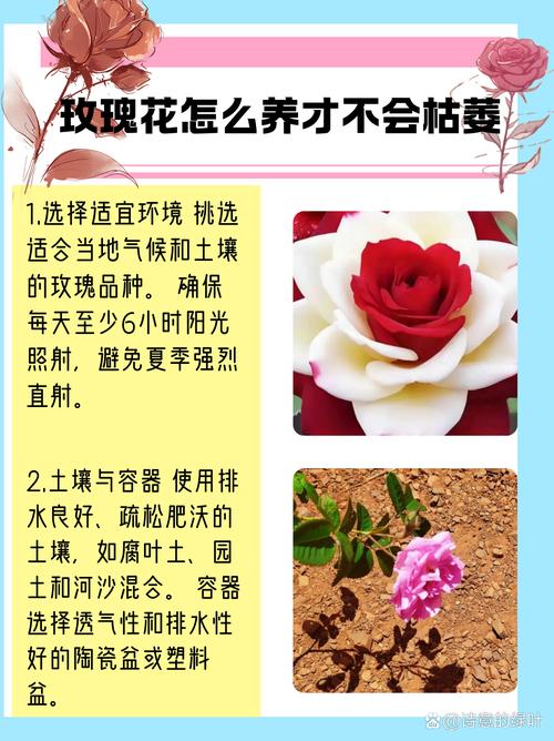 玫瑰不开花怎么处理，玫瑰花不开了是什么意思？-第4张图片-优品飞百科