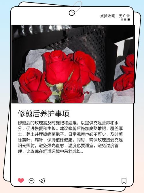 玫瑰不开花怎么处理，玫瑰花不开了是什么意思？-第5张图片-优品飞百科
