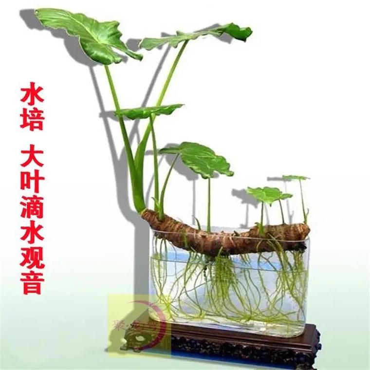 室内怎样养滴水观音？室内怎样养滴水观音植物？-第1张图片-优品飞百科