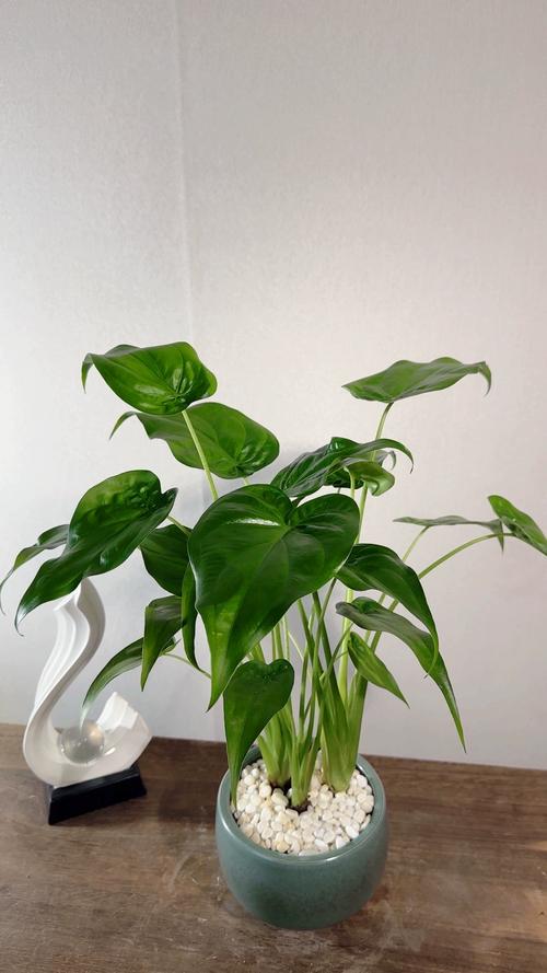 室内怎样养滴水观音？室内怎样养滴水观音植物？-第2张图片-优品飞百科