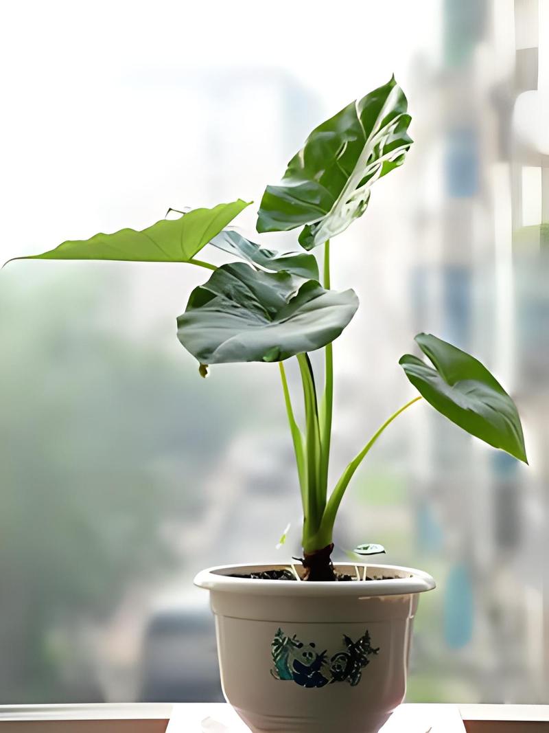 室内怎样养滴水观音？室内怎样养滴水观音植物？-第3张图片-优品飞百科