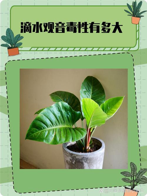 室内怎样养滴水观音？室内怎样养滴水观音植物？-第4张图片-优品飞百科