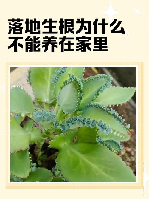 落地生根怎么养？落地生根怎么养才能开花？