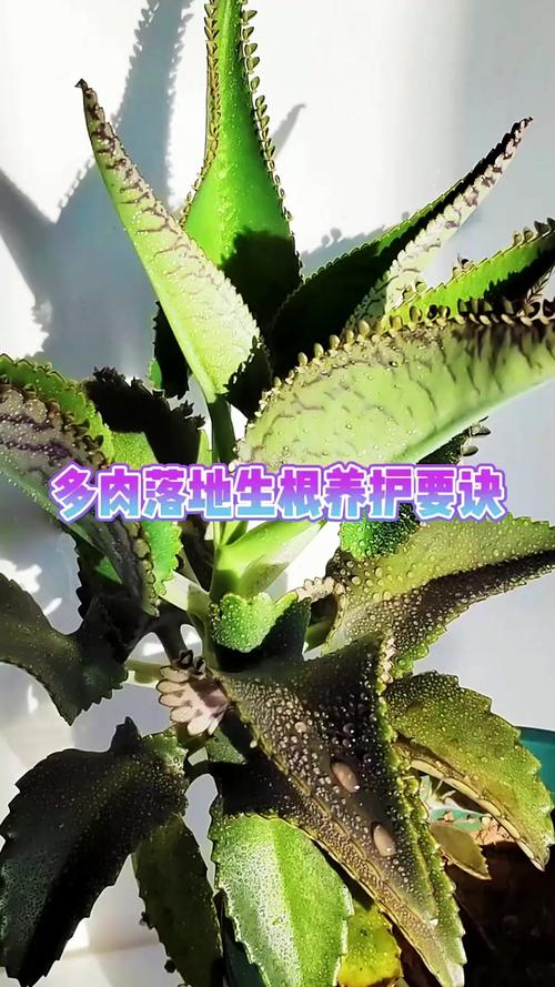 落地生根怎么养?落地生根怎么养才能开花?-第2张图片-优品飞百科 落地生根怎么养?落地生根怎么养才能开花?-第2张图片-优品飞百科