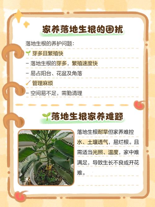 落地生根怎么养?落地生根怎么养才能开花?-第3张图片-优品飞百科 落地生根怎么养?落地生根怎么养才能开花?-第3张图片-优品飞百科