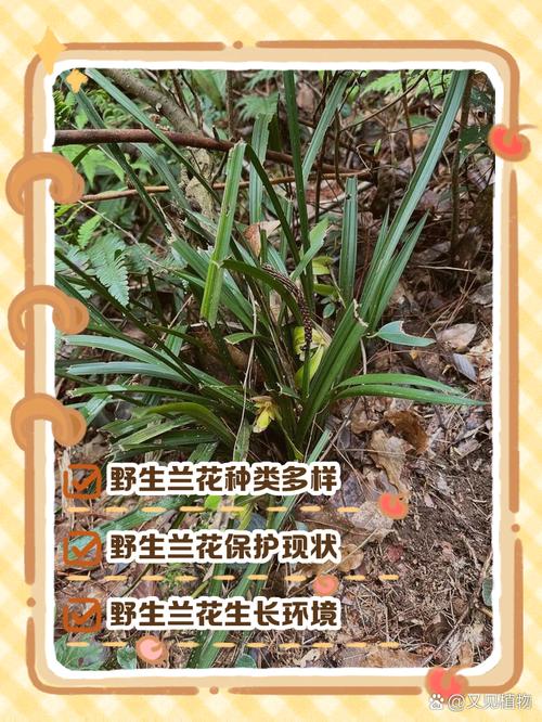 怎样识别珍稀野生兰花，野生兰花品种鉴别图谱？-第2张图片-优品飞百科