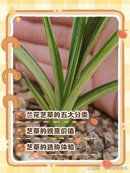 怎样识别珍稀野生兰花，野生兰花品种鉴别图谱？-第3张图片-优品飞百科