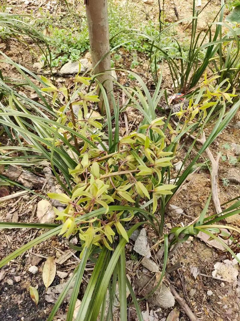 怎样识别珍稀野生兰花，野生兰花品种鉴别图谱？-第4张图片-优品飞百科