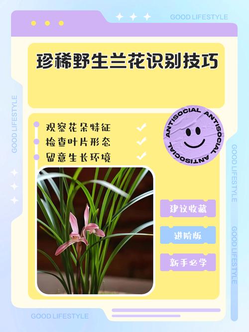 怎样识别珍稀野生兰花，野生兰花品种鉴别图谱？-第5张图片-优品飞百科