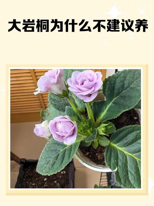 大岩桐烂叶子怎么回事，怎么办？大岩桐叶子长斑枯萎？-第2张图片-优品飞百科
